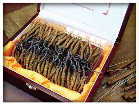 市北冬虫夏草回收